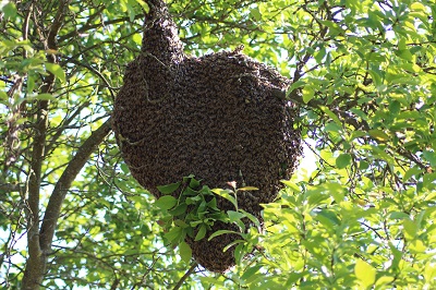 Bienenschwarm